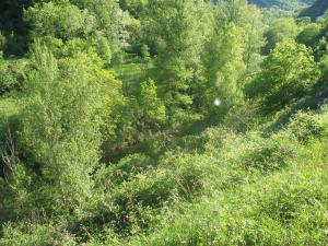 Les rives de la Nuéjouls - Fayet (3)