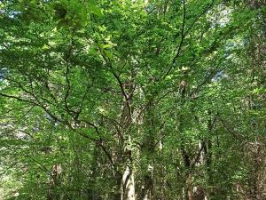 Paysages à voir en randonnée pédestre ou VTT à Fayet (4)