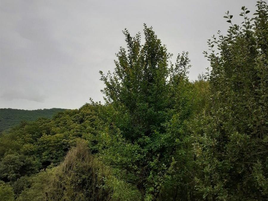 Le Planet (15)