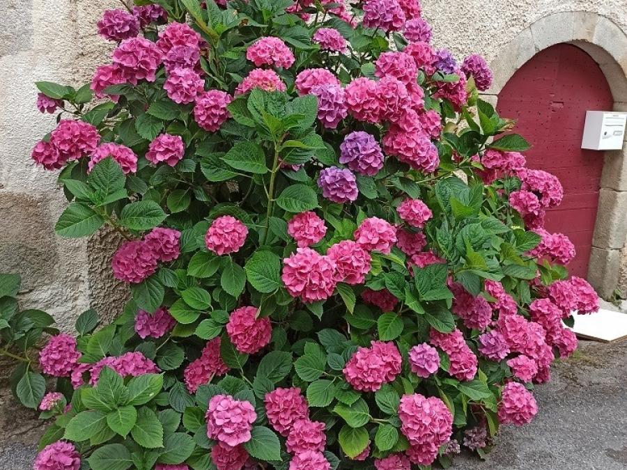 Les fleurs à Laroque (112)