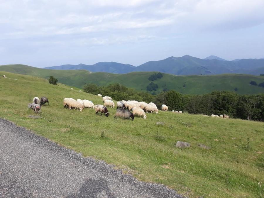Sur le chemin de Saint Jacques de Compostelle 32